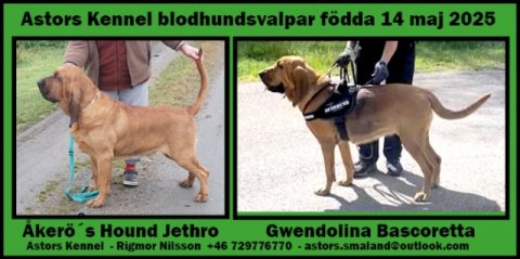 hvalpe