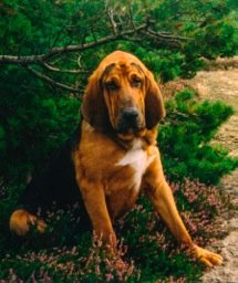 Monty